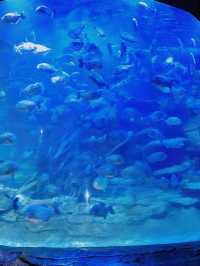Under the Sea at SeaWorld Ancol