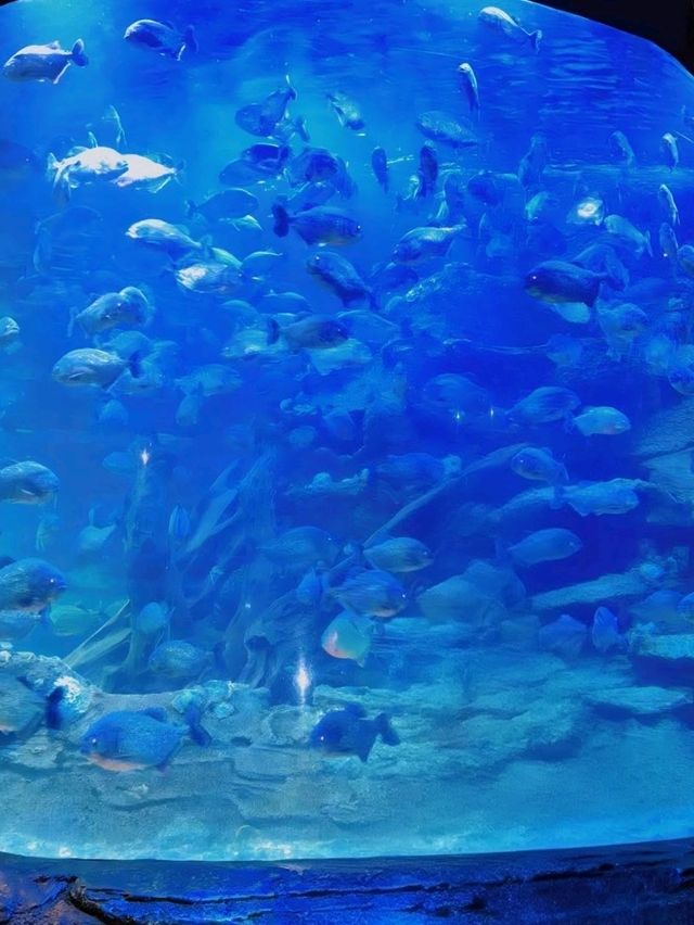 Under the Sea at SeaWorld Ancol