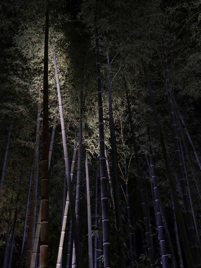 【竹林の小径】風が奏でる癒しの音🎋嵐山で心ほどけるひととき