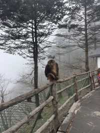 1 Day trip to the sacred Mt. Emei 