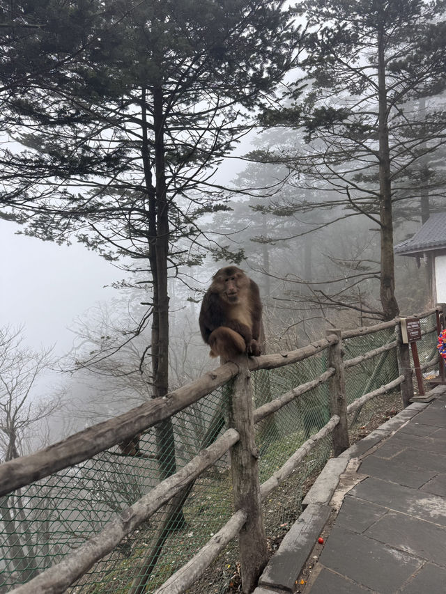 1 Day trip to the sacred Mt. Emei 