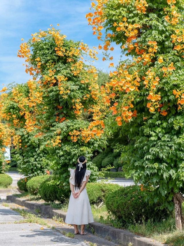 경희대 국제캠퍼스에 능소화가 피는거 아시나요?🧡