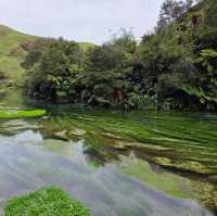 Te Waihou Walkway – New Zealand’s Hidden Gem of Crystal Waters 