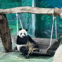 Taipei Zoo with Kids and Grandparents: How We Explored Comfortably