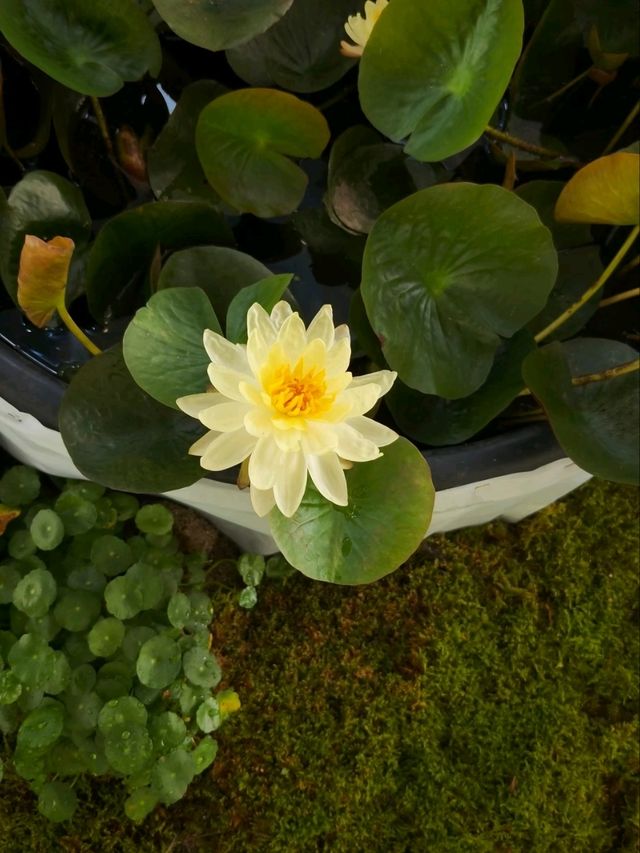Summer’s Gentleness Lies Within the Lotus Petals