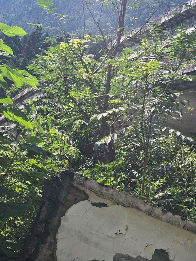 5·12汶川特大地震映秀震中紀念館 🕯😟