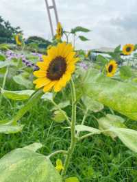 台灣台中中社觀光花市-向日葵🌻花海