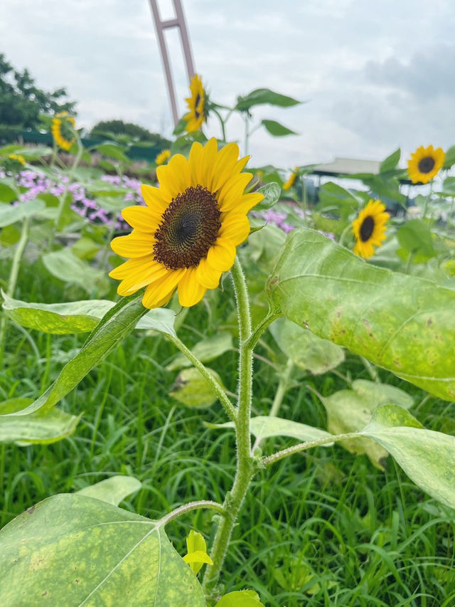 台灣台中中社觀光花市-向日葵🌻花海 台灣台中中社觀光花市-向日葵🌻花海