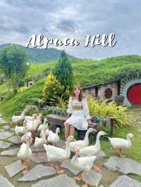 ฮีลใจกับสัตว์แสนน่ารักที่ Alpaca Hill 🦉🌿