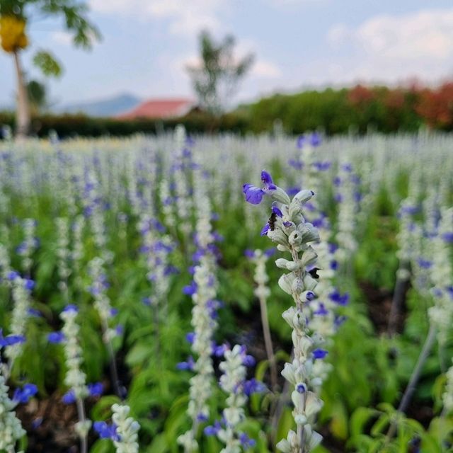 Barn House สิงห์ปาร์ค เชียงราย