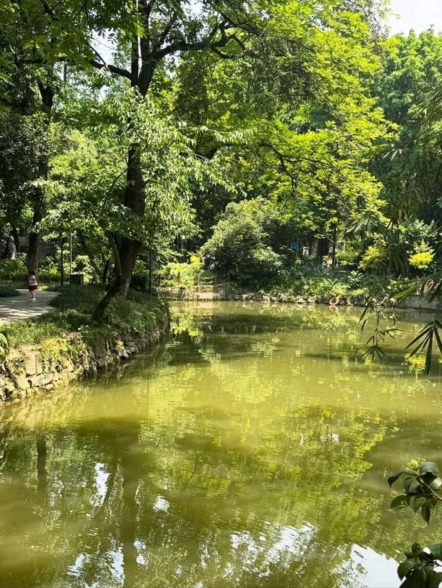 A Leisurely Day at Chengdu Renmin Park