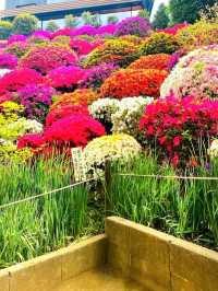 Blossoms of Tradition: Nezu Shrine Azalea Garden