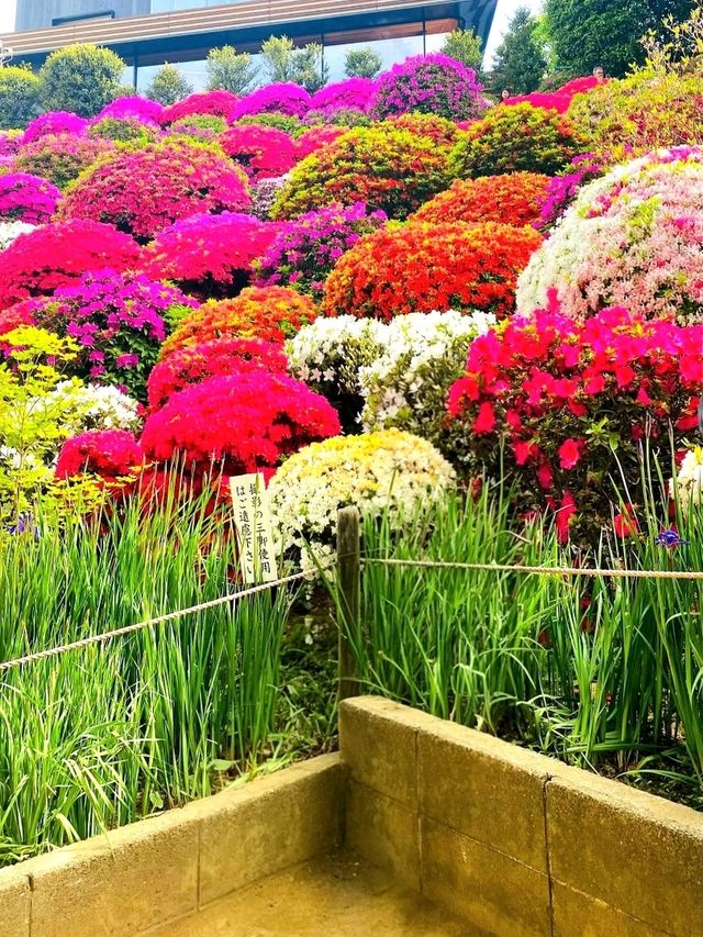 Blossoms of Tradition: Nezu Shrine Azalea Garden Blossoms of Tradition: Nezu Shrine Azalea Garden