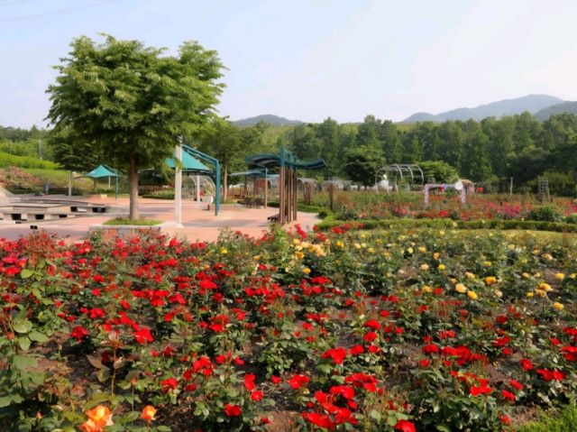 🌹 평림댐 장미원에서 만난 향기로운 힐링