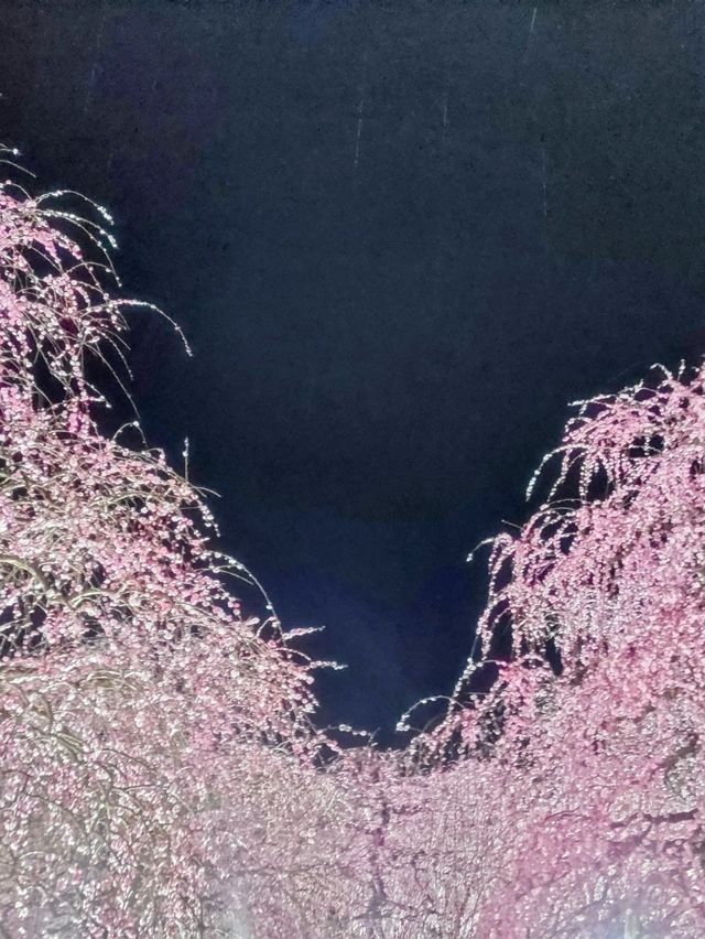 梅とグルメの一泊二日 梅とグルメの一泊二日