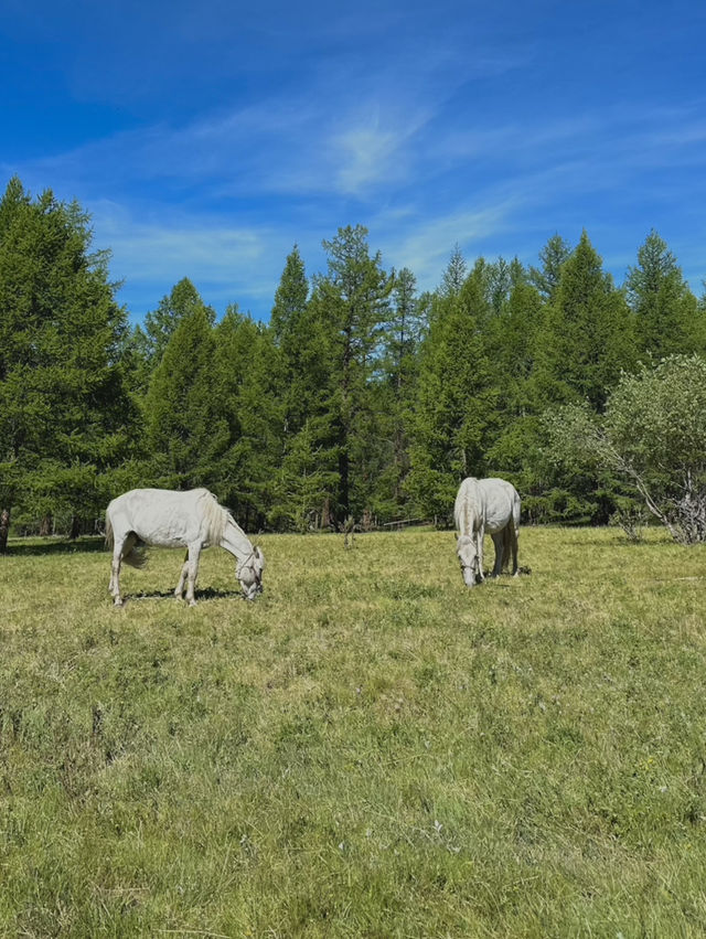 Reindeer Herders’ Village – Taiga, Mongolia
