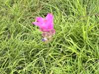 หมอกสวยๆ ที่ป่าหินงาม