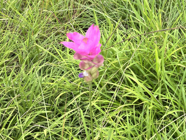 หมอกสวยๆ ที่ป่าหินงาม