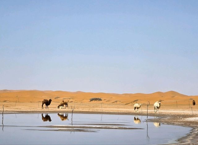 寧夏之旅🐫一定要體驗嘅嘢✨️越野闖五湖