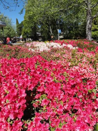 Leura: A Quiet Garden Town in the Blue Mountains