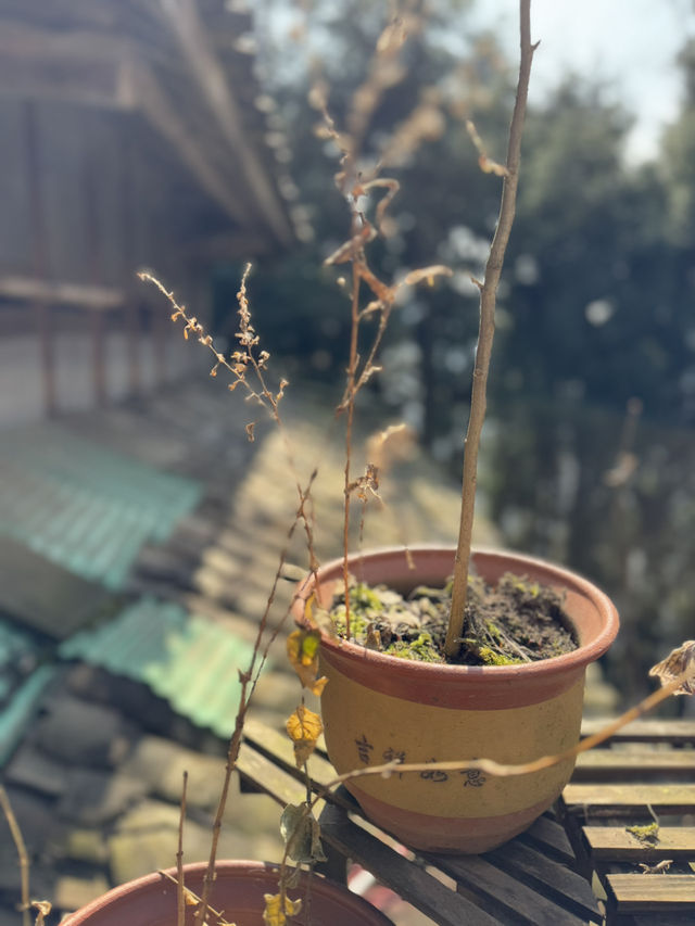 altTitle
