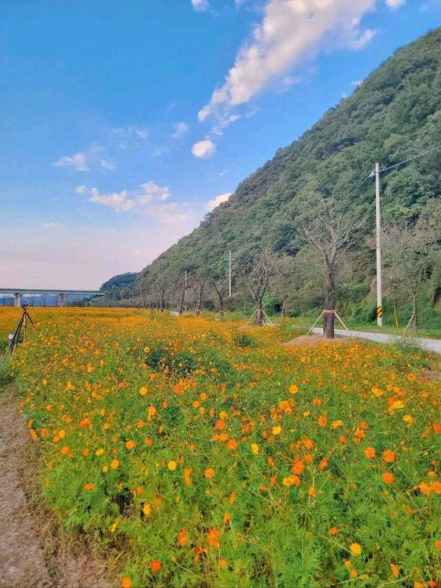끝없이 펼쳐지는 가을 코스모스 추천여행지🩷
