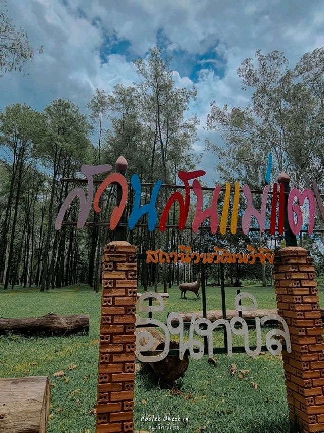 ธรรมชาติโอบกอดที่สวนสนแม่แตง🌲