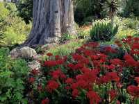 Dunedin Botanic Garden