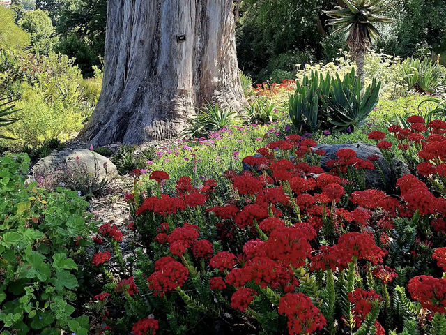 Dunedin Botanic Garden Dunedin Botanic Garden