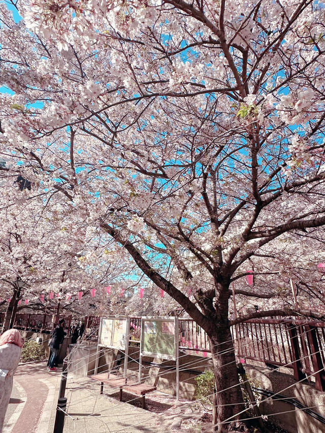 Tokyo Sakura Blossom Season Tokyo Sakura Blossom Season