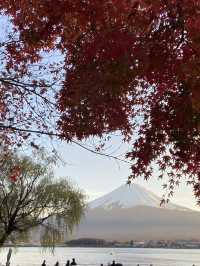 【山梨】河口湖紅葉まつり｜もみじ回路、大石公園🍁
