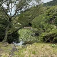 Halla Arboretum, Jeju Island,S.Korea