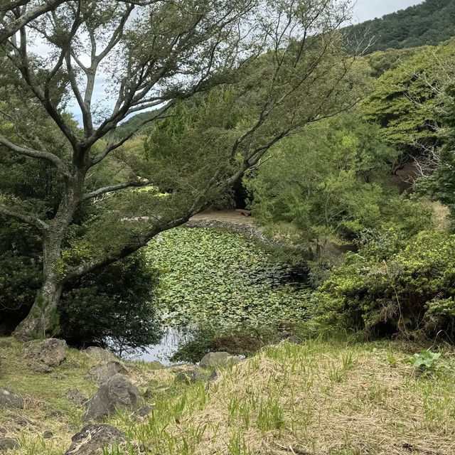 Halla Arboretum, Jeju Island,S.Korea