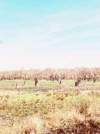 🏜️ Darwin Termite Mounds: Nature's Skyscrapers in the Australian Outback! 🌄