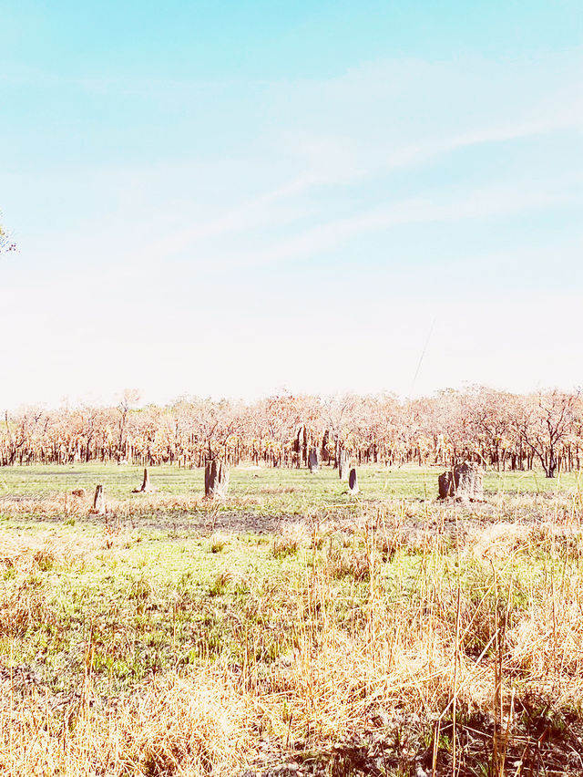 🏜️ Darwin Termite Mounds: Nature's Skyscrapers in the Australian Outback! 🌄
