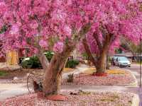 Denver Botanic Gardens