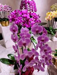 Beautiful Orchid Culture Store: Must-Visit Paradise for Orchid Lovers