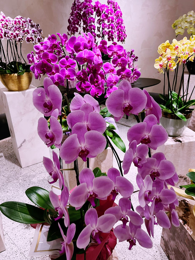 Beautiful Orchid Culture Store: Must-Visit Paradise for Orchid Lovers