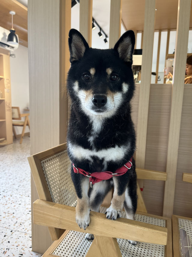 珠海慢活三日遊|犬禾民宿斗門御溫泉店狗貓友好住宿·田園美景Chill住享溫泉 珠海慢活三日遊|犬禾民宿斗門御溫泉店狗貓友好住宿·田園美景Chill住享溫泉