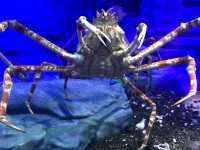 【静岡・沼津】深海の謎に迫る!「沼津港深海水族館」🐠🪸