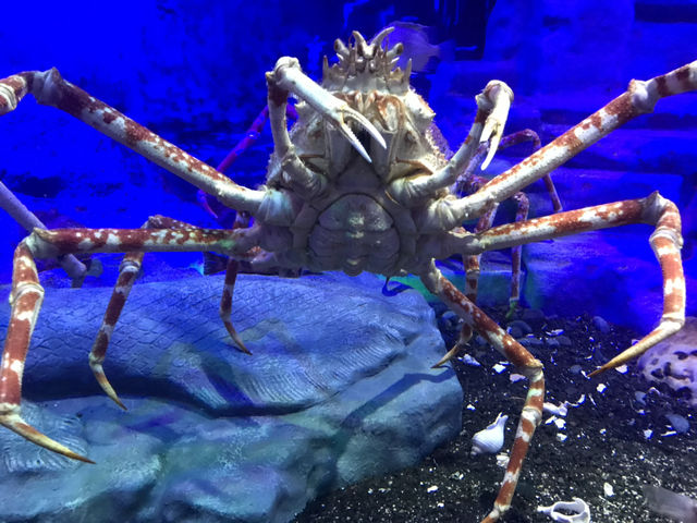 【静岡・沼津】深海の謎に迫る!「沼津港深海水族館」🐠🪸 【静岡・沼津】深海の謎に迫る!「沼津港深海水族館」🐠🪸