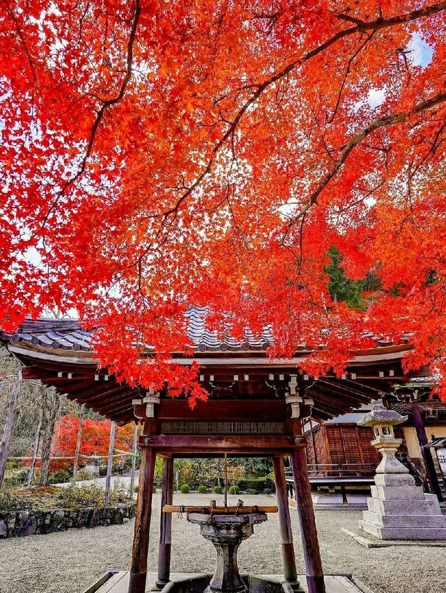 🍁 Yoshimine-dera Temple – Kyoto’s Mountain Jewel Dressed in Autumn Glory 🇯🇵