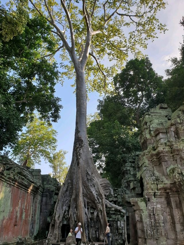 Angkor Wat: The Ultimate Bucket List Icon in Siem Reap 🌳✨