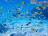 Lagoon Service Bora Bora - The Beat Experience Ever