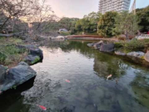 【日本 | 名古屋】意外的日式幽徑:名古屋白鳥庭園,倉促卻寧靜的城市綠洲