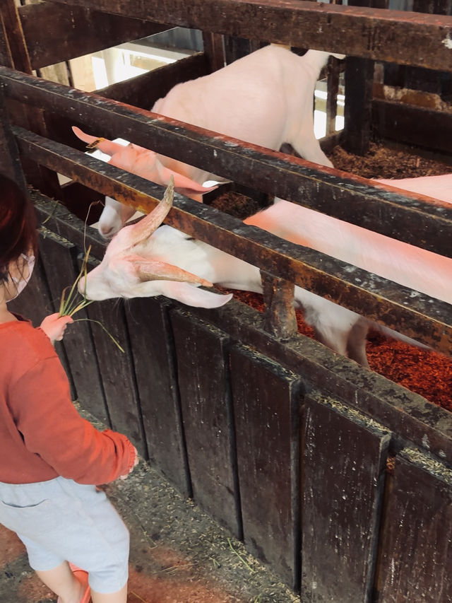 Fresh air, green hills, and happy cows—Kundasang perfection🐄⛰️ Fresh air, green hills, and happy cows—Kundasang perfection🐄⛰️
