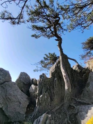 정상에서의 소나무 매력: 루산의 늦가을 산책로