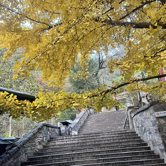 Calm Before the Climb: The Perfect Taishan Trio