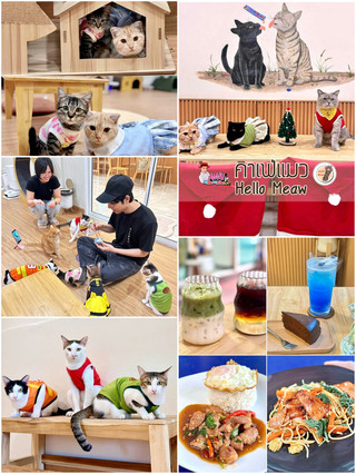 🌟เที่ยวคาเฟ่แมวจรได้ทั้งบุญได้ทั้งสุข