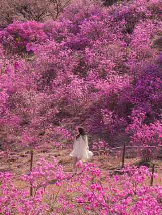 2026 Recommended Flower viewing in Jindallae Dongsan (Azalea Hill